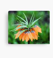 Crown Imperials Canvas Print