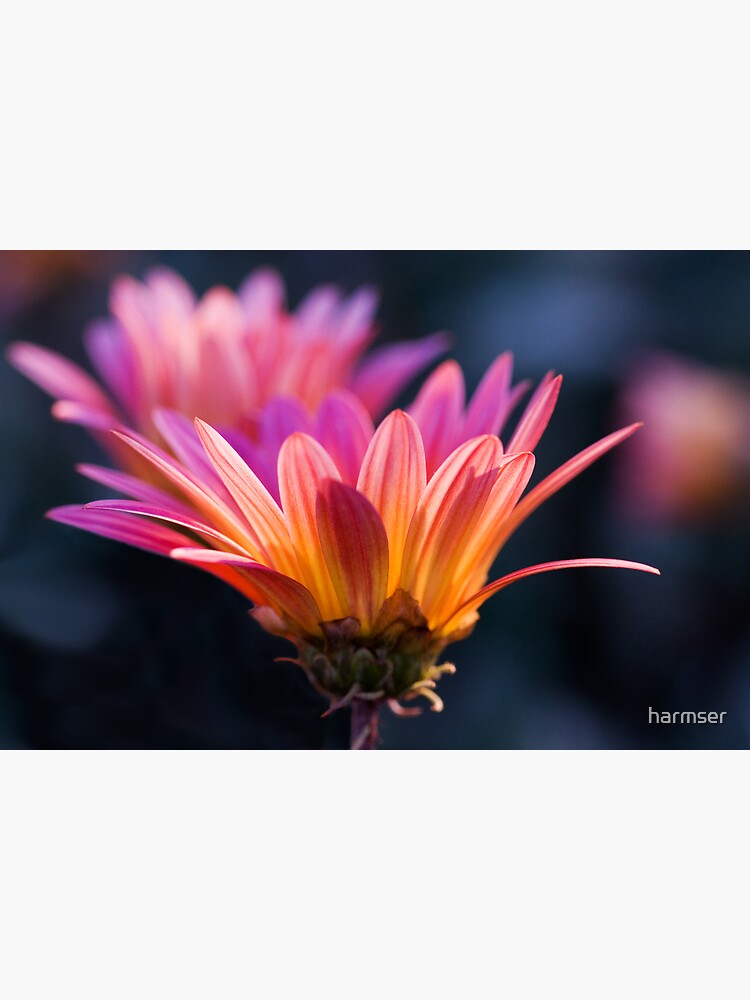 Pastel Peregrination by harmser