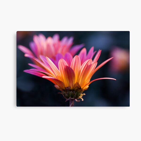 Pastel Peregrination Canvas Print