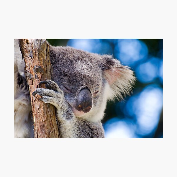 Snugglepot Photographic Print