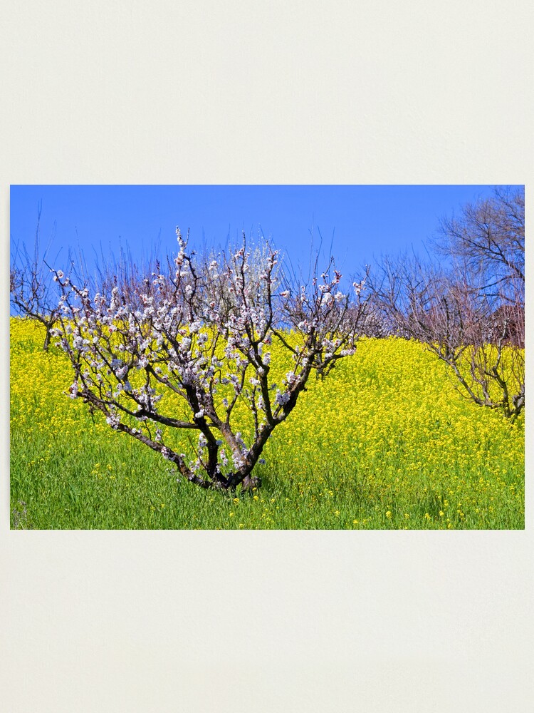 Alternate view of The Hills Are Alive Photographic Print