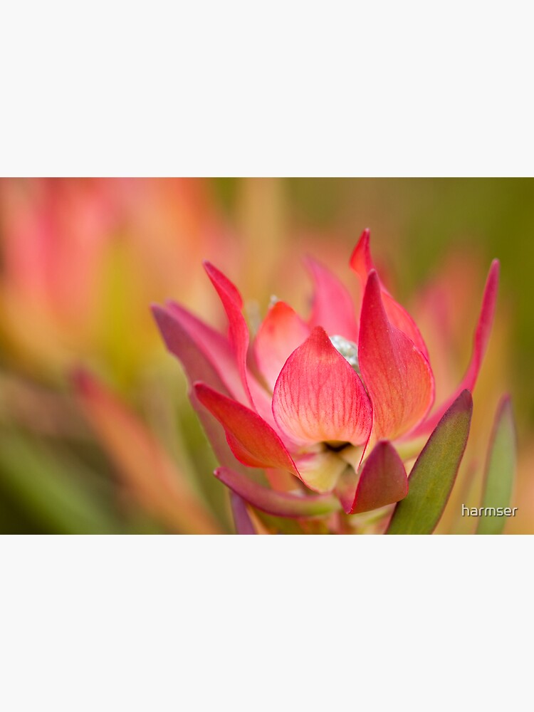 Desire by harmser