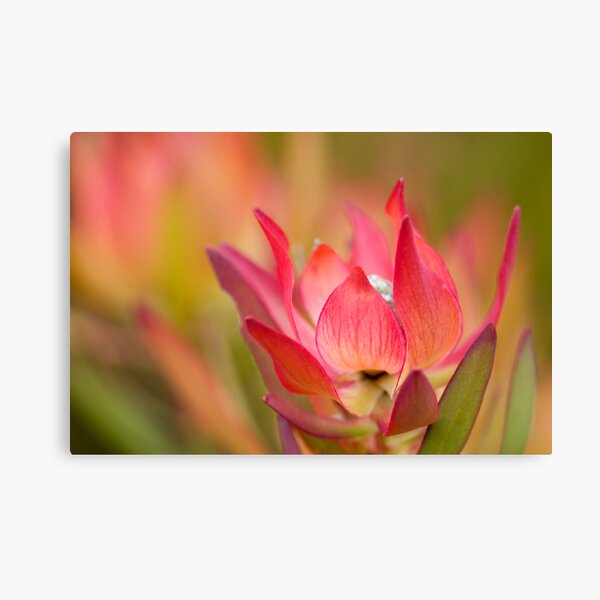Desire Canvas Print