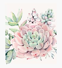 Pretty Succulents Pink and Green Desert Succulent Illustration Photographic Print