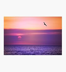 Pelican Sunset Photographic Print