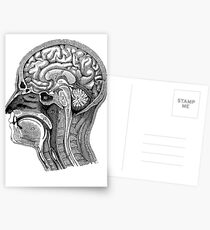 Anatomical Brain Drawing Postcards