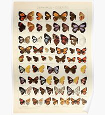 The Macrolepidoptera of the world a systematic account of all the known Butterflies Moths Adalbert Seitz V1 V3 1906 075 Zephyrus Cigaritis Poster