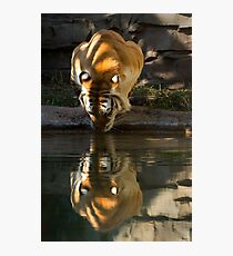 Taking a Drink Photographic Print