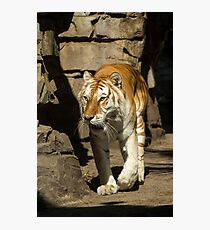 On the Prowl Photographic Print