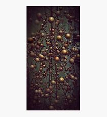 Berries ( seasonal colour change) Photographic Print