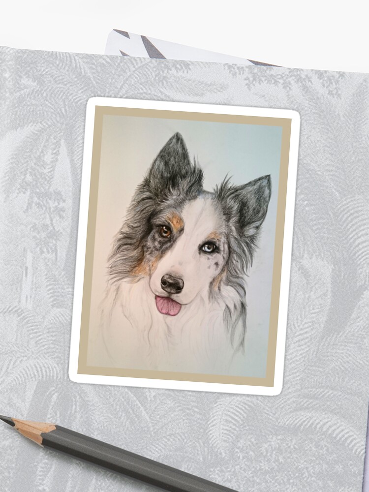 77+ Border Collie Merle Blue