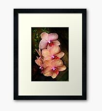 Phalaenopsis - A set of beauties Framed Print