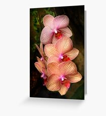 Phalaenopsis - A set of beauties Greeting Card