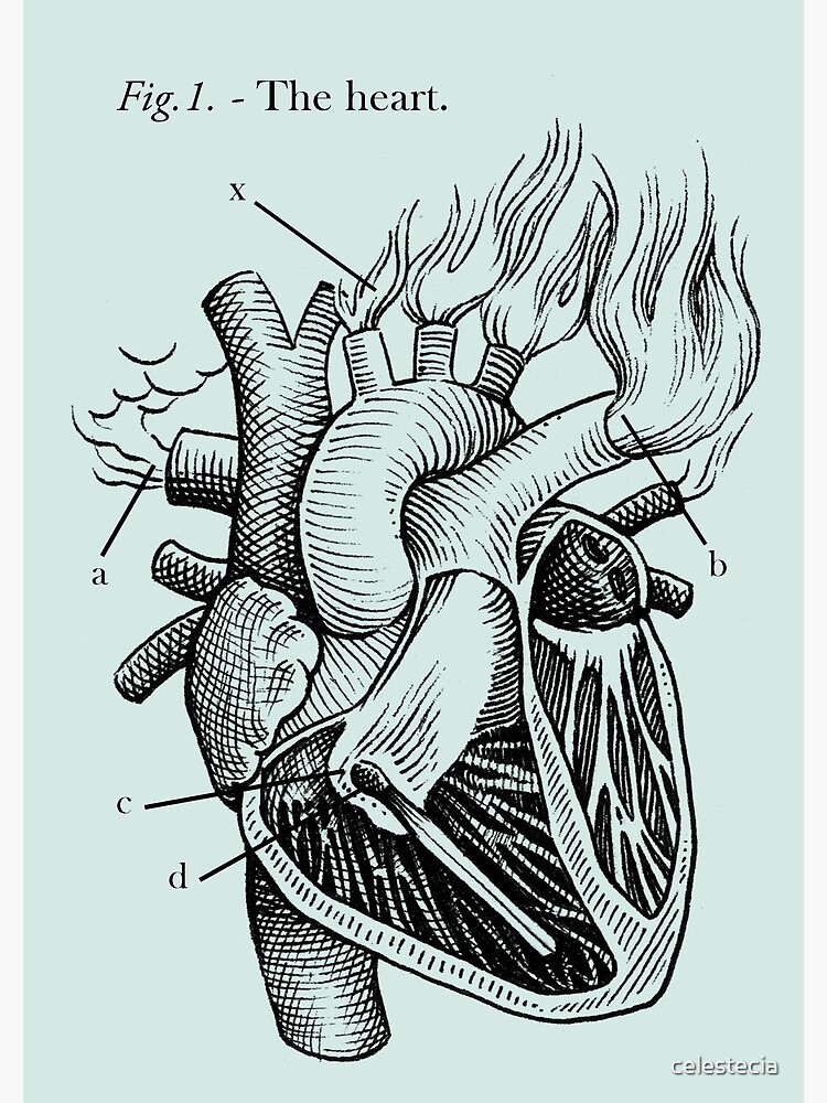 The Heart by celestecia