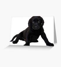 Black Labrador Greeting Card