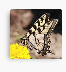 Tiger Swallowtail Canvas Print