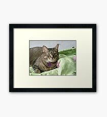 Laying still Framed Print