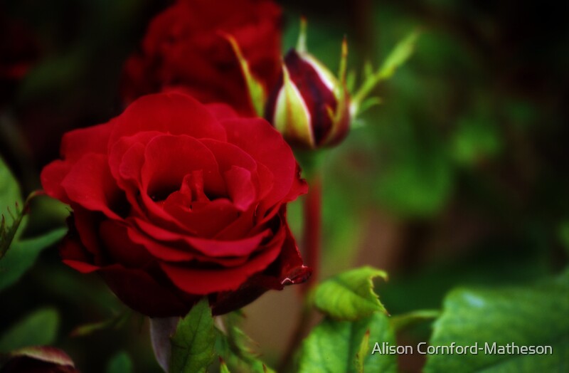 Red Rose Spain By Alison Cornford Matheson Redbubble