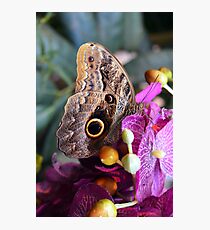 Beautiful natural background with colorful brown butterfly Photographic Print