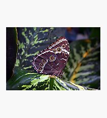 Beautiful natural background with colorful brown butterfly Photographic Print