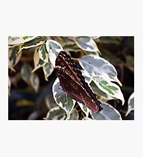Beautiful natural background with colorful brown butterfly Photographic Print