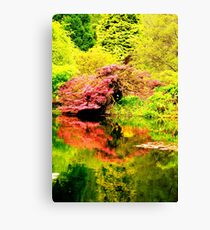 Acer Reflection Canvas Print
