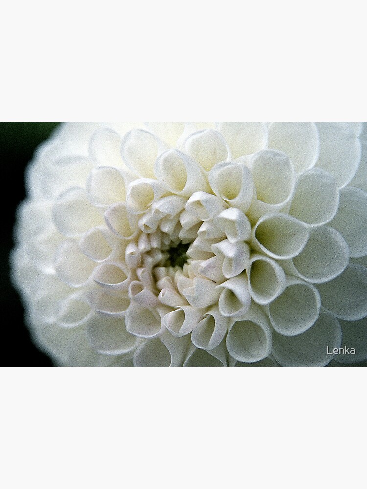 Dahlia in white by Lenka