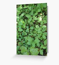 Undergrowth Greeting Card