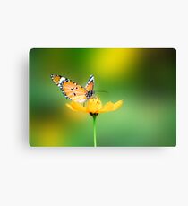 Beautiful Butterfly on a Buttercup Canvas Print