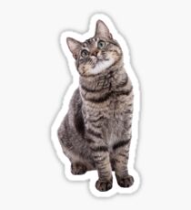 Tabby Cat Sticker