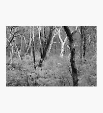 Bushland Photographic Print