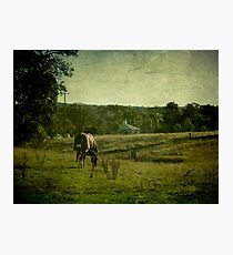 Grazing - Uralla, Northern Tablelands, NSW, Australia Photographic Print