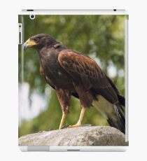 Harris Hawk iPad Case/Skin