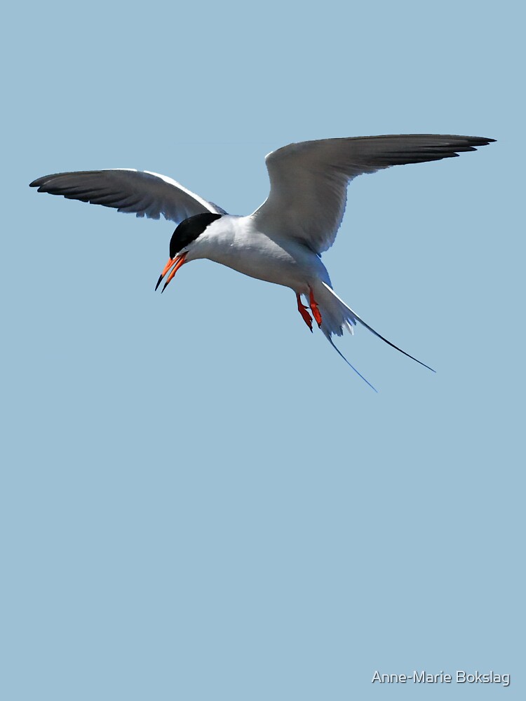 Californian Least Tern by amb1946