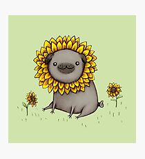 Mopsblume Fotodruck