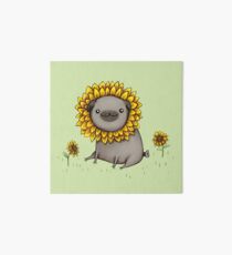 Mopsblume Galeriedruck