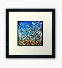 Red in the Blue Framed Print
