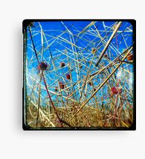 Red in the Blue Canvas Print