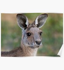 Eastern Grey Kangaroo Portrait Poster