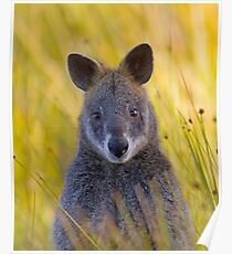 Lonely Swamp Wallaby 1 Poster