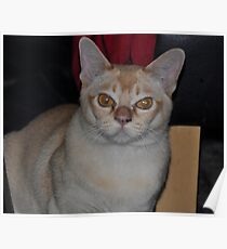 Cersei Poster