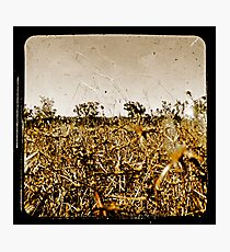 Wild Fields Photographic Print