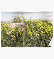 Chardonnay Vines Poster