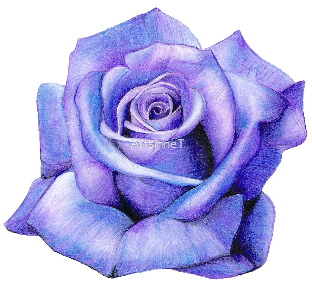 "Purple Rose Drawing " by Redbubble