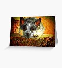 Pensive Cattle Dog Greeting Card