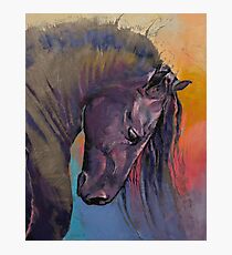 Friesian Horse Photographic Print