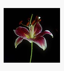Star Gazer Photographic Print