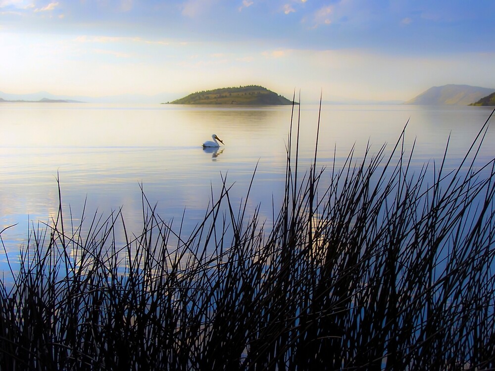 "Klamath Falls Pelican" by Christopher Johnson | Redbubble