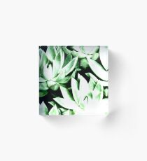 Echeverias Acrylic Block