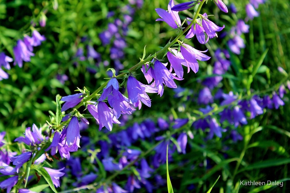 "Creeping Bellflower II" by Kathleen Daley Redbubble